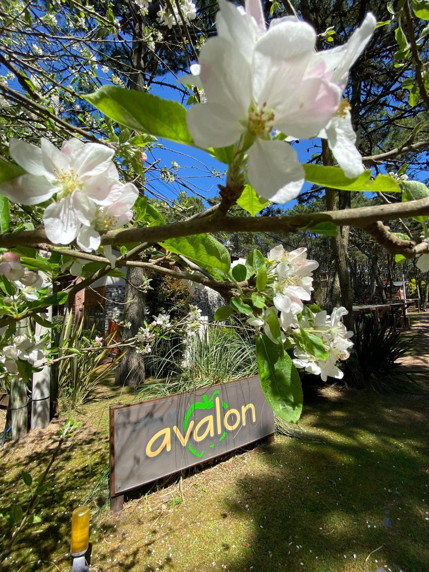 Avalon Apartment *